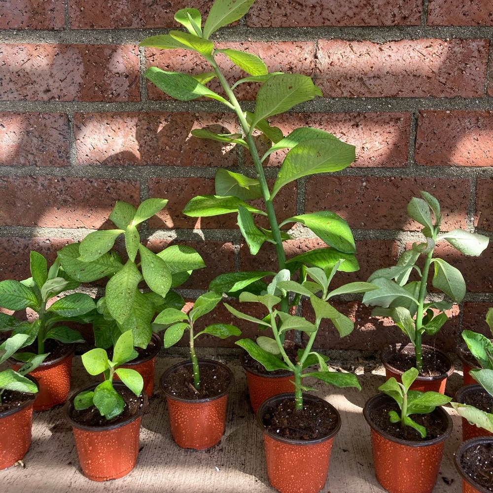 COPY - - Synadenium Lechero Africano Planta De La Vida African Milk Bush